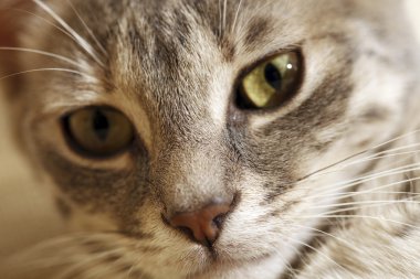 gri genç kedi.
