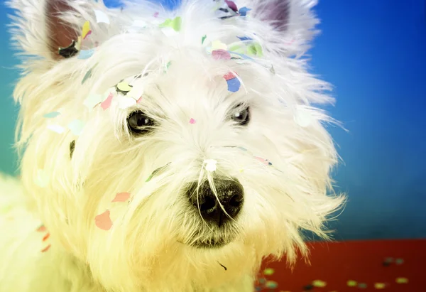 Festa del cane — Foto Stock