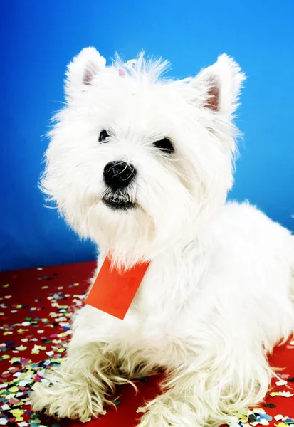 Dog party — Stock Photo, Image