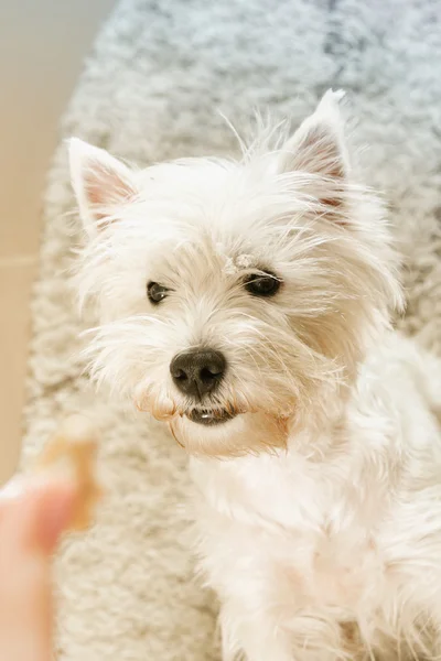 West Highland terrier bianco — Foto Stock