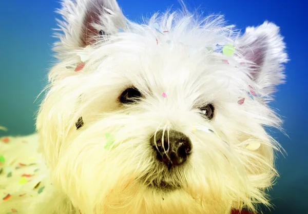 Dog party — Stock Photo, Image