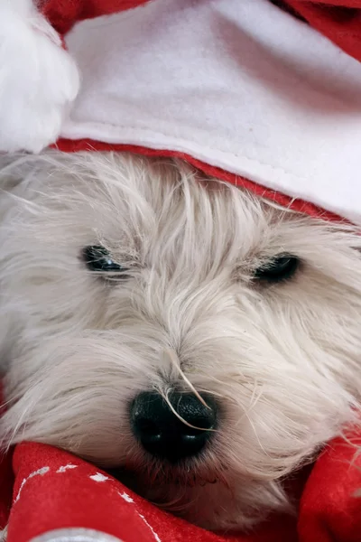 White puppy — Stock Photo, Image