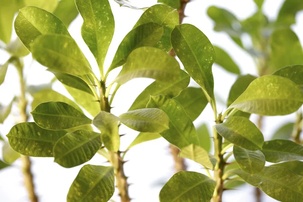 Leafs — Stock Photo, Image