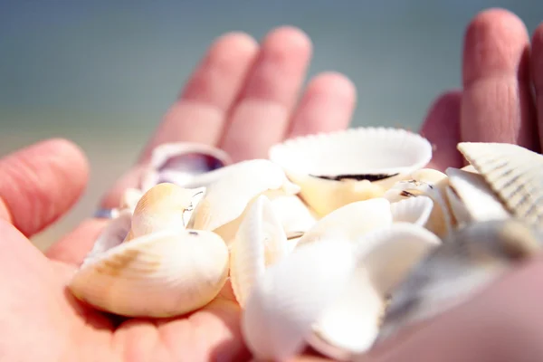 Scallop — Stock Photo, Image