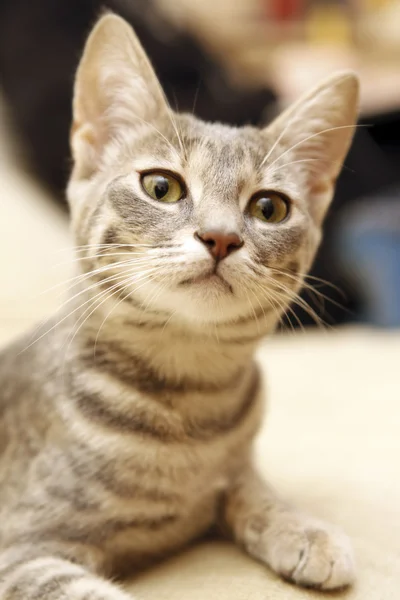 Grijze jonge kat. — Stockfoto