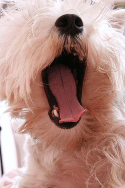 Dog yawning — Stock Photo, Image