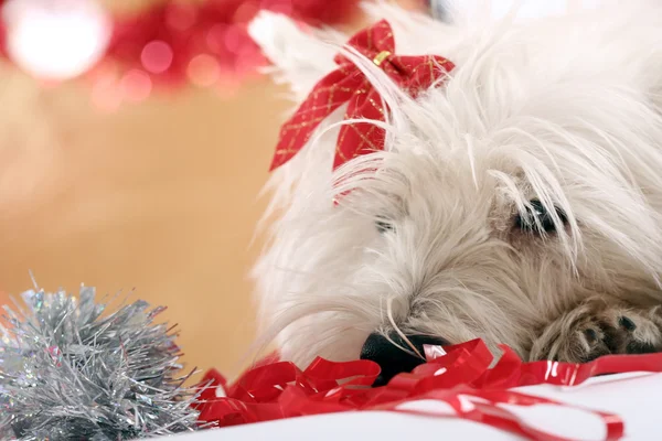 Westie. —  Fotos de Stock