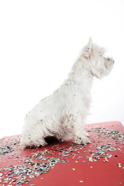 Hondenfeest — Stockfoto