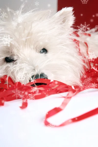 Cucciolo bianco — Foto Stock