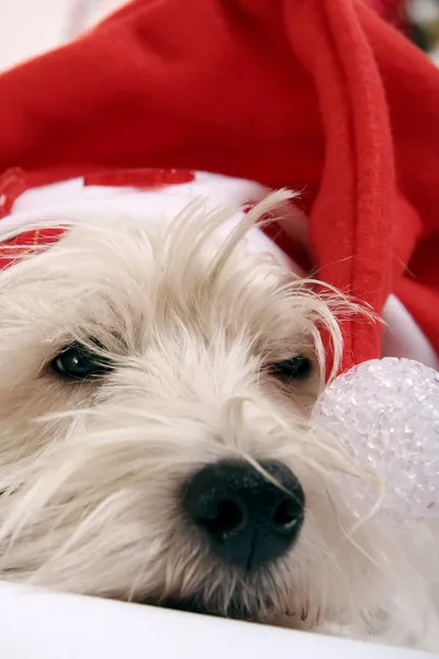 Westie. — Fotografia de Stock