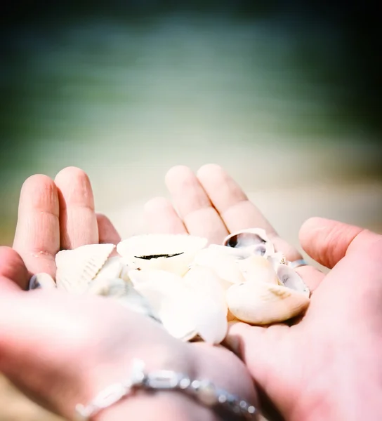 Scallop — Stock Photo, Image