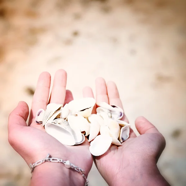 Scallop — Stock Photo, Image