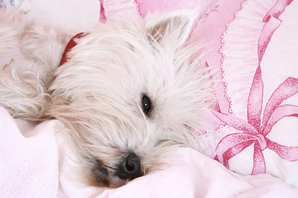 Dog sleeping. — Stock Photo, Image