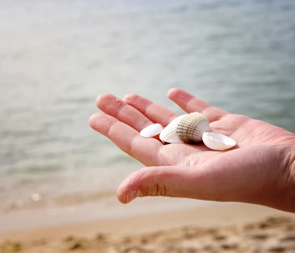 Scallop — Stock Photo, Image