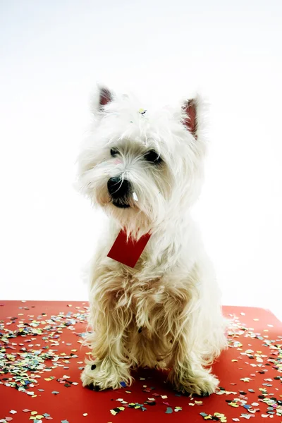 Fiesta del perro — Foto de Stock