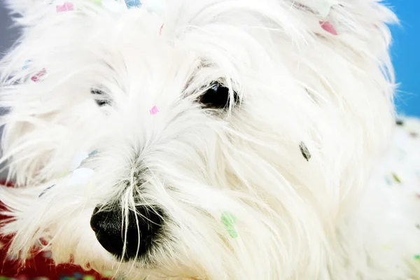 Dog party — Stock Photo, Image