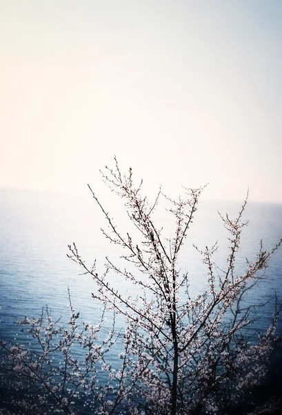 Árbol con flores — Foto de Stock