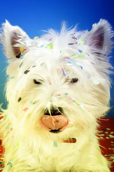 Fiesta del perro — Foto de Stock