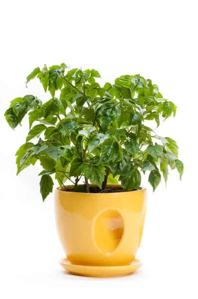 Rad ermachera sinica