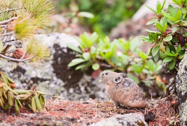Pika (Ochotona Alpina, rock rabbit) — Stock Photo, Image