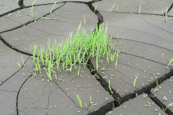 Hierba verde sobre textura agrietada del terreno — Foto de Stock