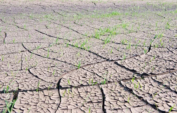 Textura de tierra agrietada con hierba verde — Foto de Stock