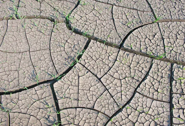 Cracked land with grass — Stock Photo, Image