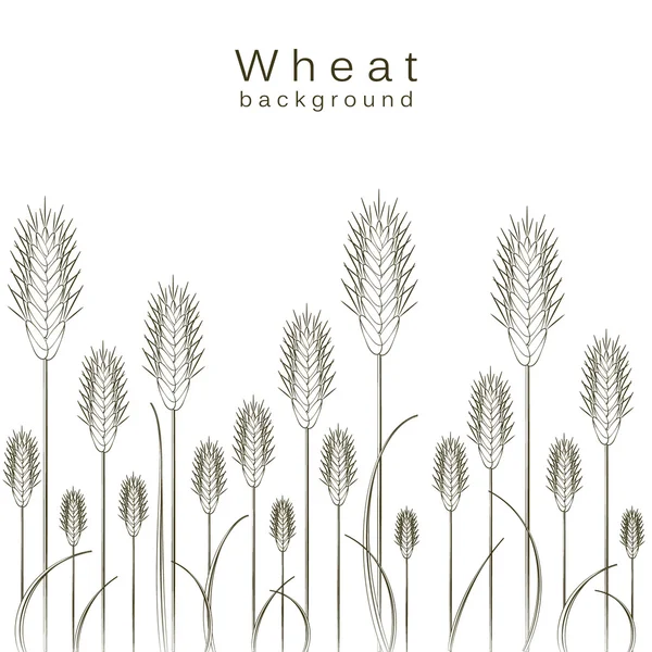 Wheat background — Stock Vector