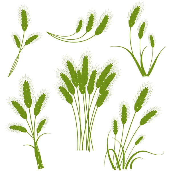 Icônes de blé — Image vectorielle