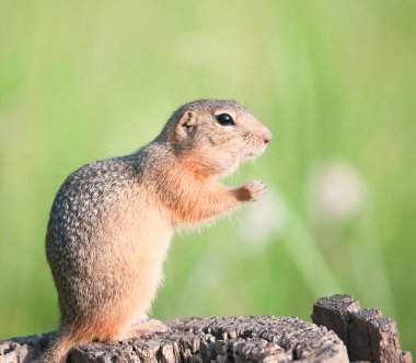 Avrupa zemin squirrel (sincap)