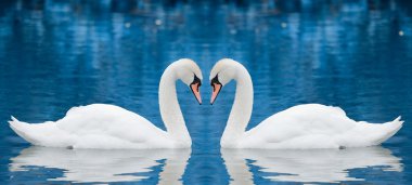 Couple of swans clipart
