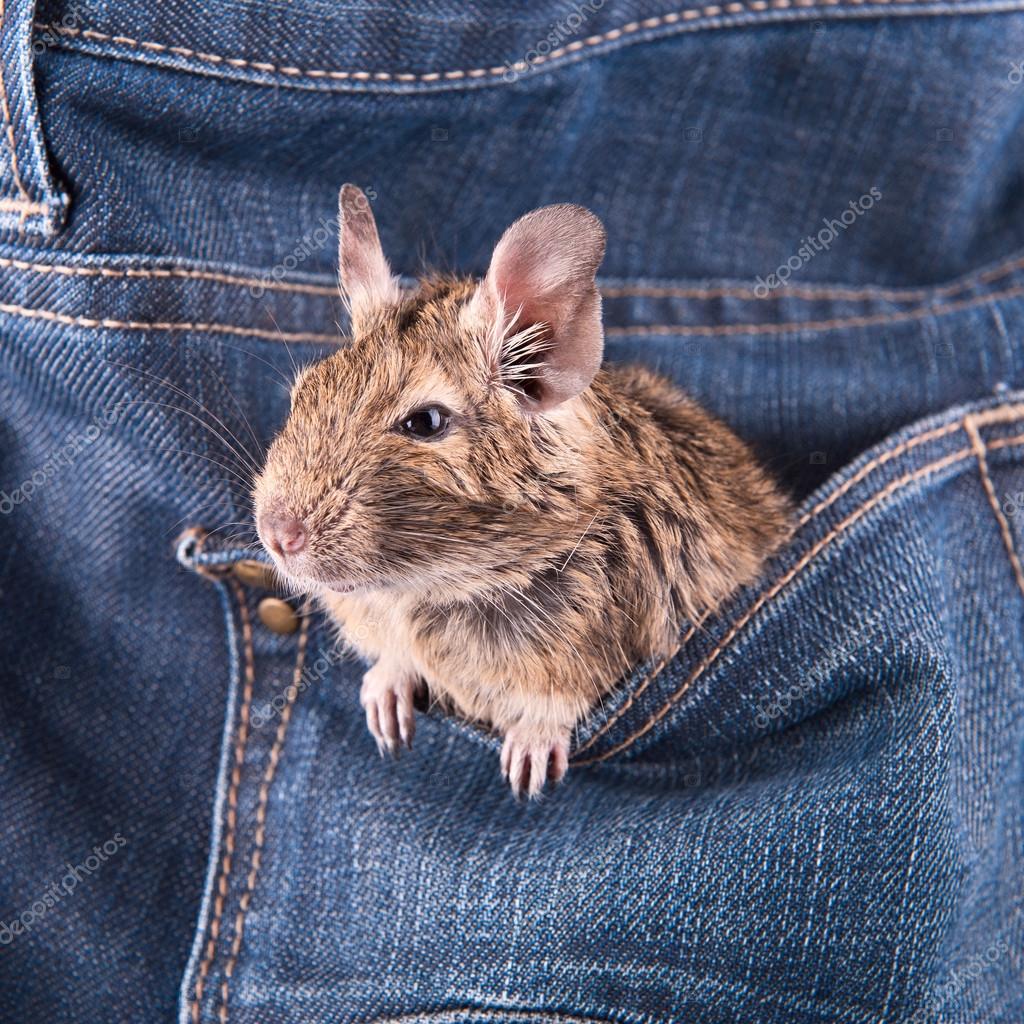 Degu (octodon degus) — Stock Photo © Huhli13 #13601430