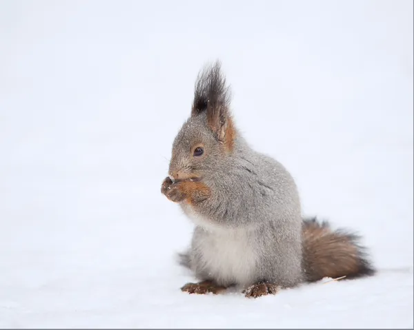 Esquilo na neve — Fotografia de Stock