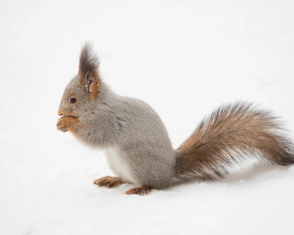 Veverka na sněhu雪の上のリスします。 — ストック写真