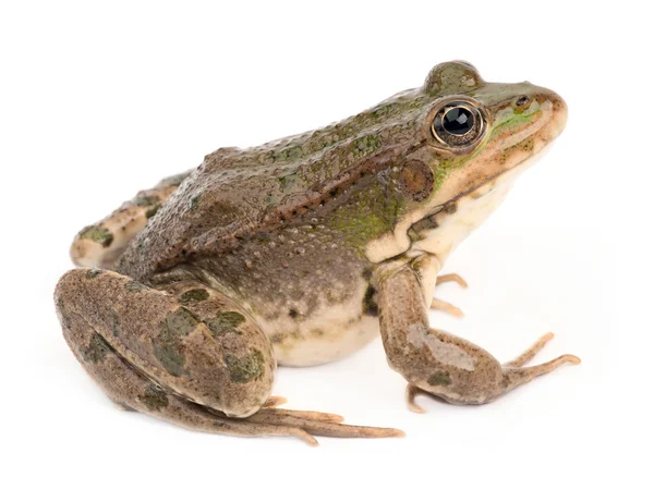 Grüner Frosch — Stockfoto