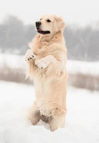 Golden retriever em pose engraçada — Fotografia de Stock