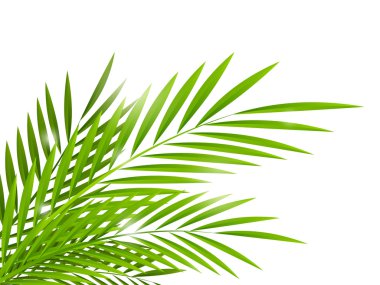 Palm leaves clipart