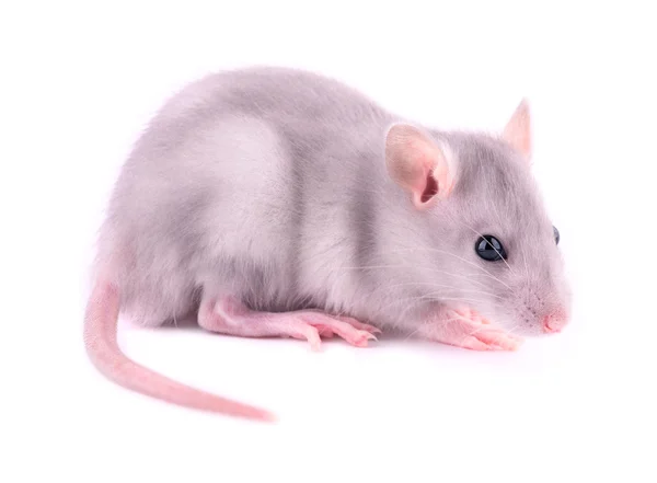 Dziecko szczur — Zdjęcie stockowe