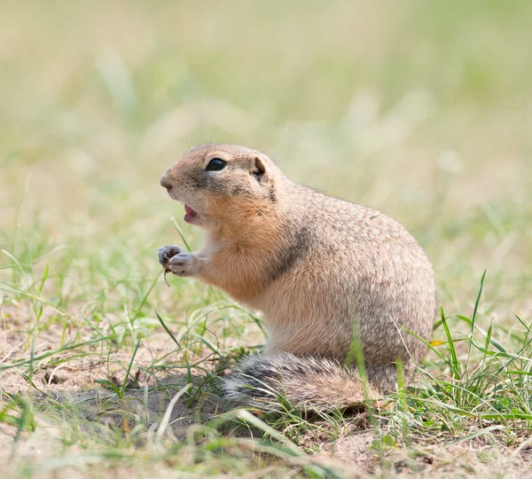 Gopher (esquilo de terra ) — Fotografia de Stock