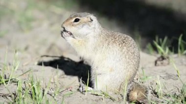 Gopher yeme somun