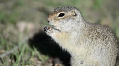 Gopher yeme somun