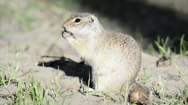 Gopher comendo noz — Vídeo de Stock