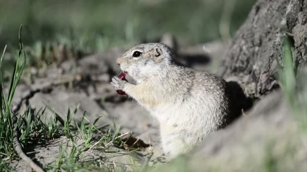 Gopher eats red grape — Stock Video