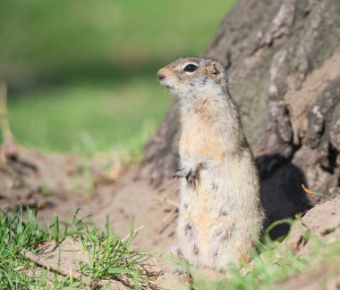 dikkatli gopher