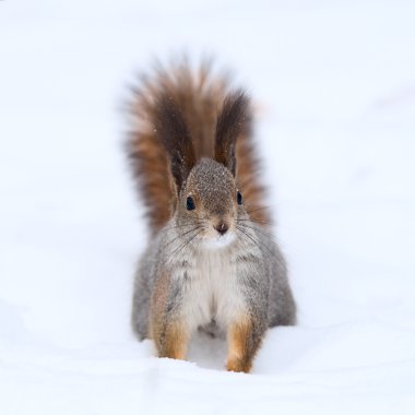kar üzerinde meraklı sincap