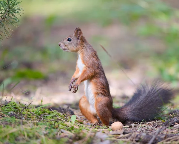 Eichhörnchen starren — Stockfoto