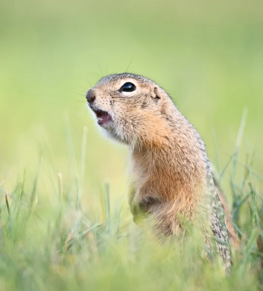 Ziesel — Stockfoto