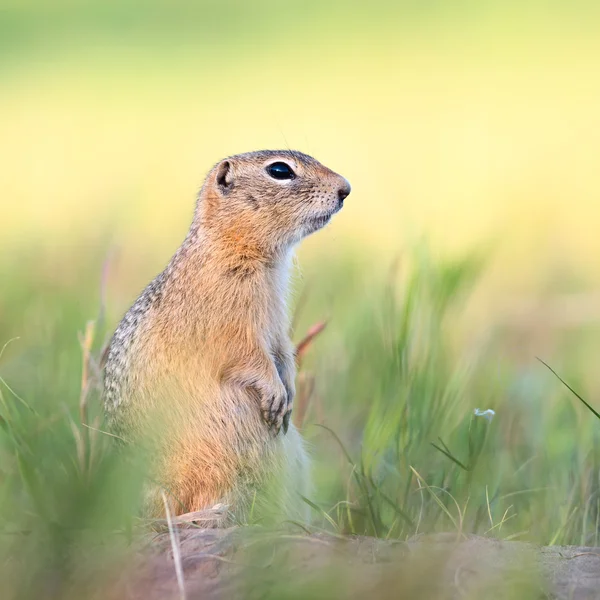 Gopher ! — Photo