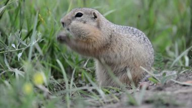 Gopher yeme