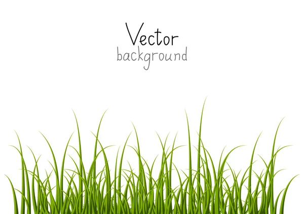 Vector background with green grass — Stock Vector